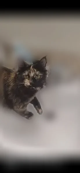 Lost cat, West 133 North, 355, Idaho Falls - female tortoiseshell domestic long-haired cat - photo