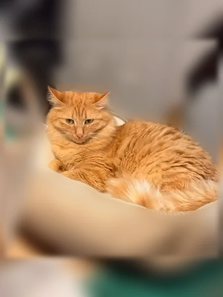 Chat perdu, femelle, Route des Alpes, 375, Donzère - petite rousse, queue en plumeau - photo