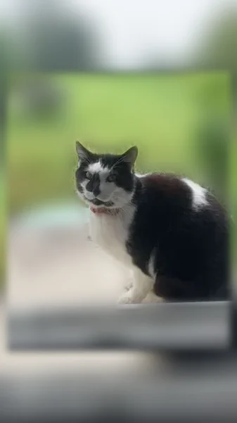 Chat perdu mâle, Rue Robert Schuman, Niort - chat noir et blanc avec collier - photo