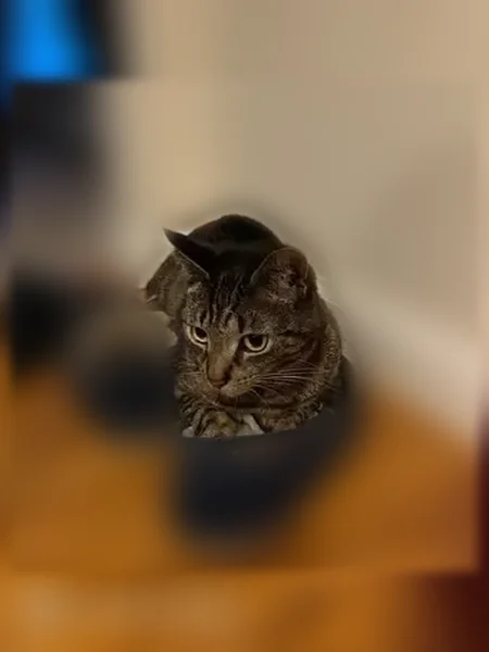 Lost cat, Arline Drive, 9, Attleboro - male, greenish eyes - photo