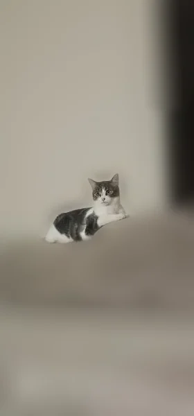 Chat perdu femelle, Rue des Roses, Roche-la-Molière - blanche et tigrée - photo