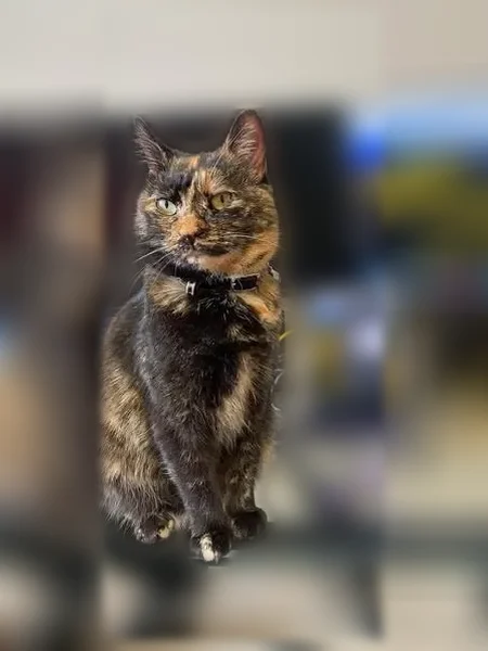 Lost cat, Candytuft Court, 25616, San Antonio - female tortoiseshell with orange and black coat - photo