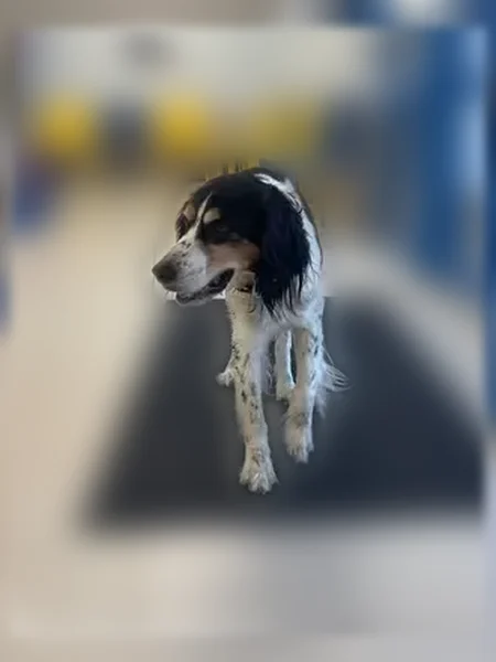 Chien trouvé, Saint-Seurin-sur-l'Isle, Nouvelle-Aquitaine, Paris - mâle, collier, queue courte - photo