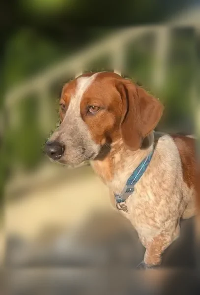 Lost dog, Signal Hill Boulevard, Swansea - male basset hound mix, short and stocky - photo
