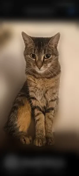 Chat perdu femelle, Chemin Philippe Belleteste, 8, Meung-sur-Loire - chatte européen tigrée grande et fine - photo