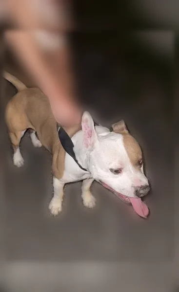 Chien trouvé mâle, Avenue du Capitaine Anjot, 9, Annecy - pitbull blanc et marron, sans collier - photo