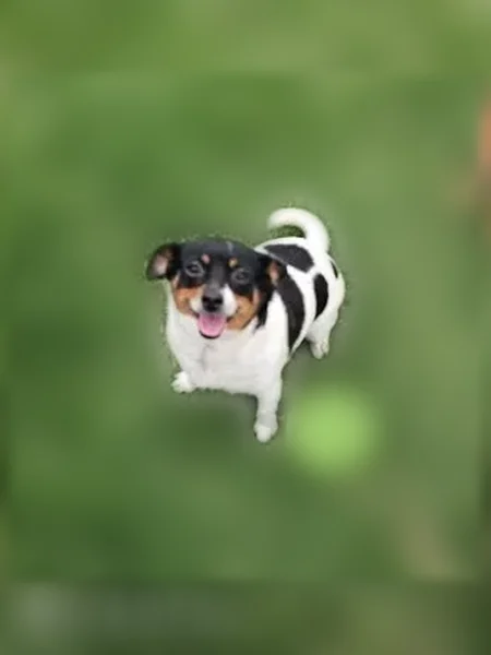 Lost dog, Arkose St, 7110, Midland - female Chi mix with white coat and black and brown spots - photo
