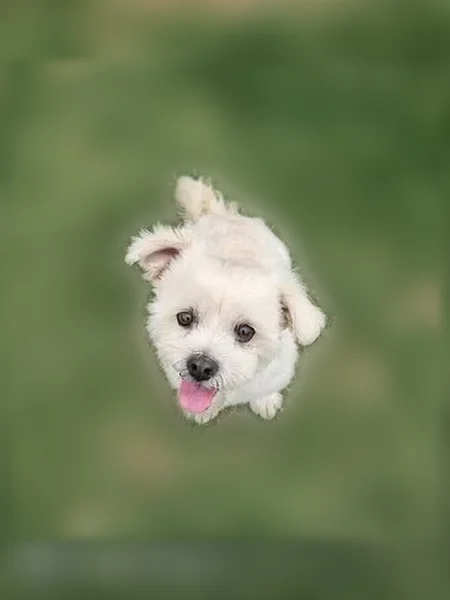 Lost dog, Inselberg St, 1403, Midland - male - Maltese mix with crooked little teeth - photo