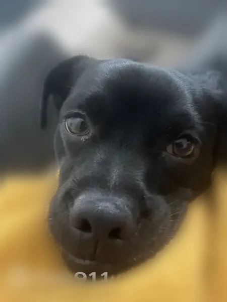 Missing dog Male, Arlington (usl540062) - photo