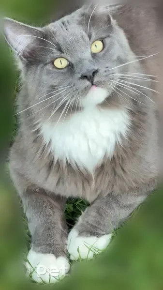 Chat perdu mâle, Rue Eugène Delacroix, 20, Méru, Paris - Maine Coon sociable mais craintif - photo