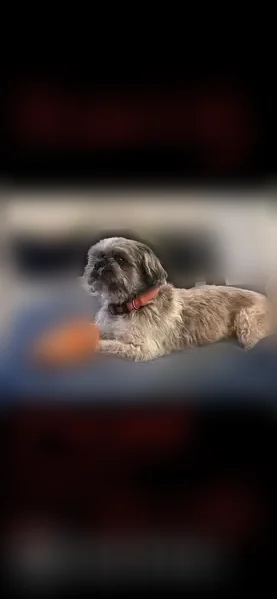 Lost dog, East Avenue Q-14, Palmdale - photo