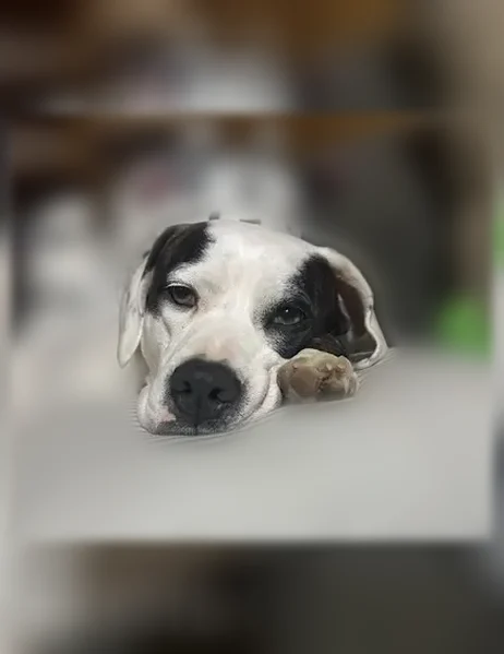 Lost dog, Clinton Road, 15604, North Little Rock, Tulsa - female, answers to Roo - photo