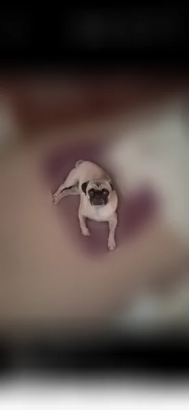 Lost dog, North San Marcial Street, 2032, El Paso — male pug - photo
