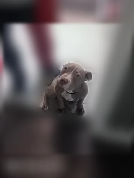 Lost dog, Puritan Street, 17458, Detroit - female grey pitbull with a pink collar and cherry eye - photo