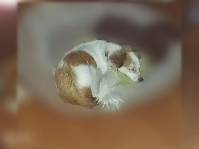 Lost dog, Graham Road, Arkansas, Oklahoma City - black shizu and white and brown Jack Russell terrier - photo
