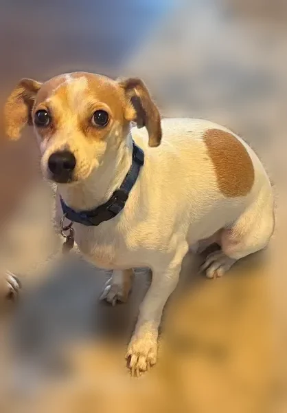 Lost dog, Kendal Avenue, 10416, Miami - sweet and friendly, skittish - photo