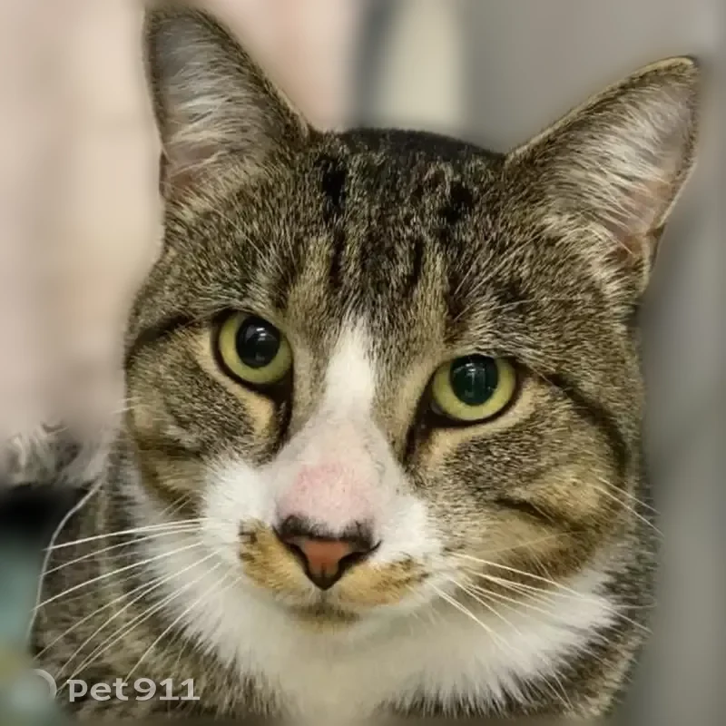 Lost cat, Frederick Street, 78, East Providence - male tabby, black-tipped tail - photo