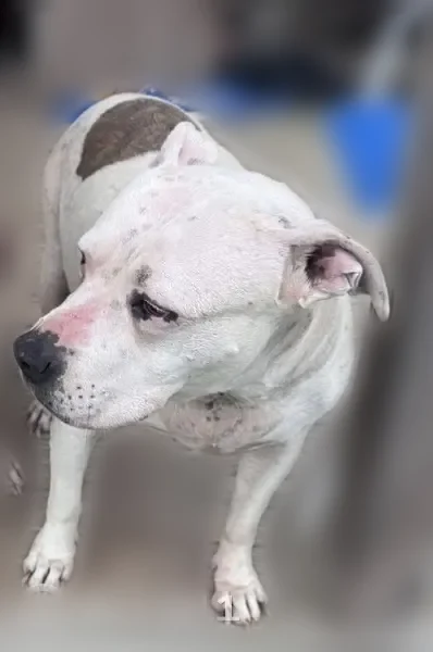 Lost dog, female, Huntington Trail, 685, Cascade - 9.5 years old, hard of hearing - photo