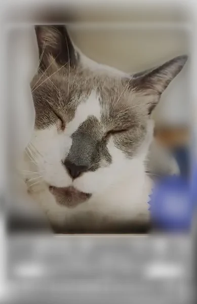 Lost cat, Piedmont Road, 3340, Charleston — male, 14 years old, blue eyes - photo