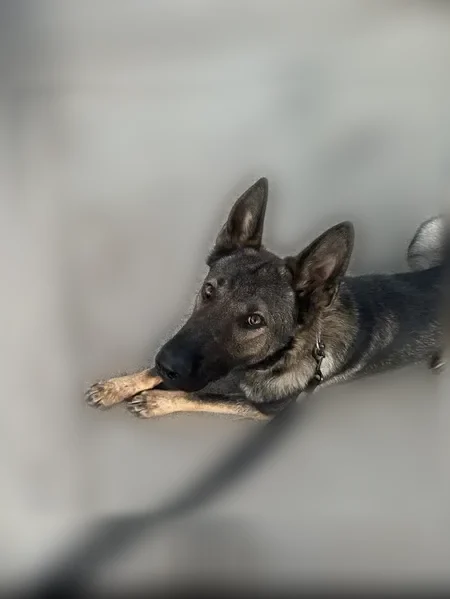 Lost dog, Baywind Drive, Sacramento - male German Shepherd, dark sable coat - photo