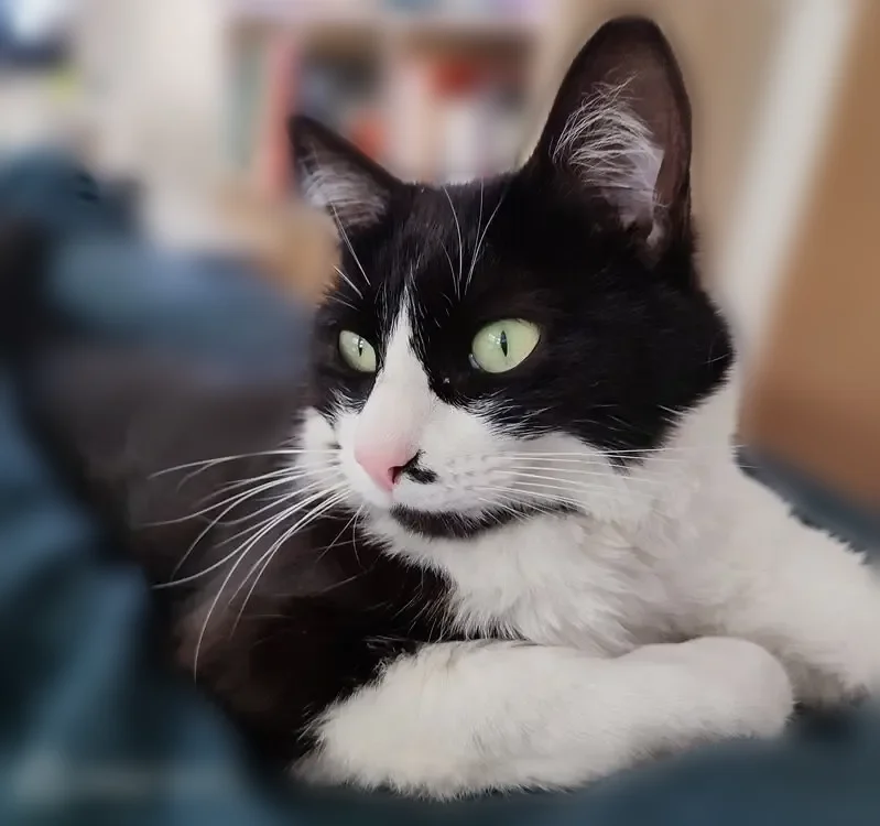 Chat perdu, femelle, Rue de la Blordière, 15, Rezé - noire et blanche - photo