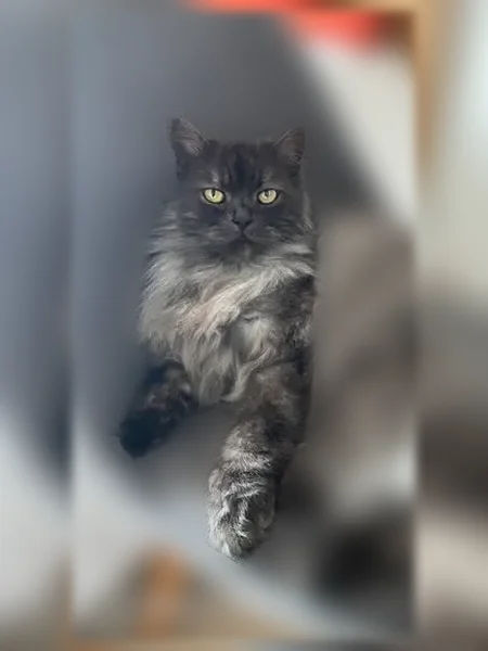 Chat perdu mâle, Rue Antoine Blondin, Panazol - gris à poil long, pucé - photo