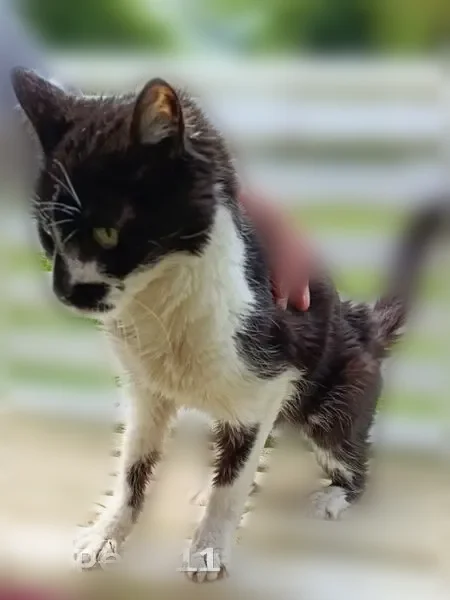 Chat trouvé, Rue de Belloy, Saint-Omer-en-Chaussée - jeune, faible et affamé - photo