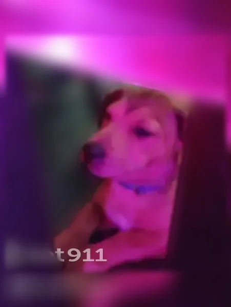 Lost dog, Bowden Road, 7510, Jacksonville - male, tan with light black shading - photo