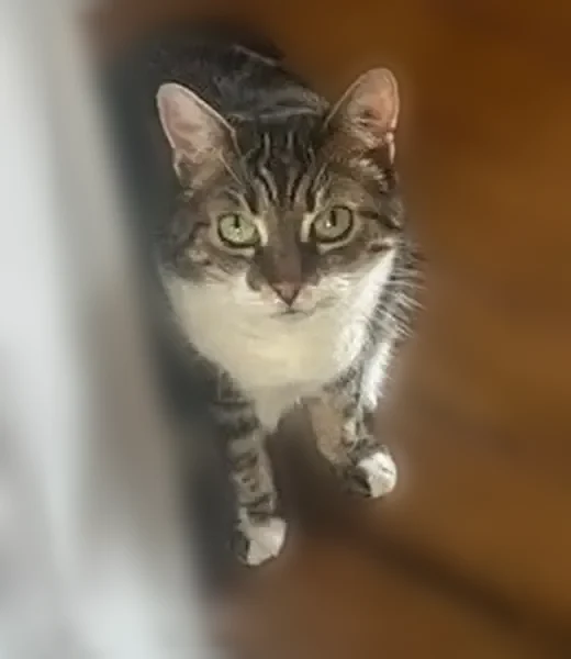 Perdu chat femelle, Avenue des Gobelins, 17, Paris - type européen gris/blanc, yeux verts - photo