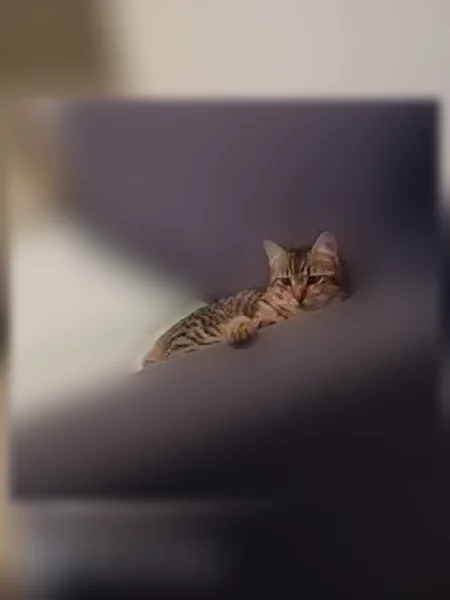 Perdu chat femelle, Route des Brosses, 9, Senonches - rousse et tigrée - photo