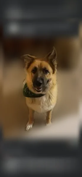 Lost dog, Stoney Point Road, 10416, Lowell - male - photo