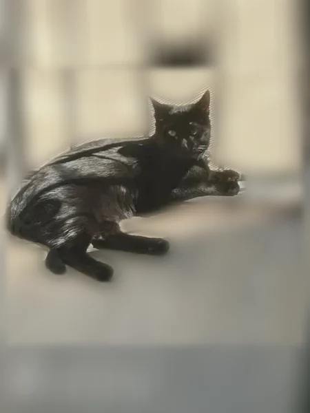 Lost cat, Baltic Street, 912, Colorado Springs - female, all black, with a smiley-face collar - photo