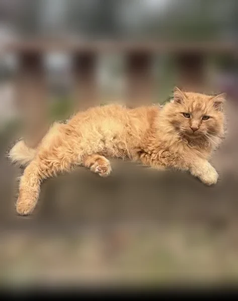 Lost cat, Herron Road, 512, Farragut, Youngstown - orange Maine Coon, very friendly - photo