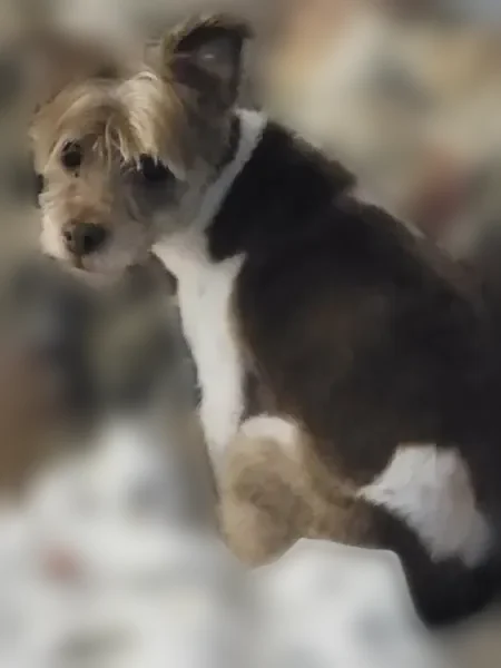 Lost dog, Independence, Missouri, Kansas City - male terrier mix - photo