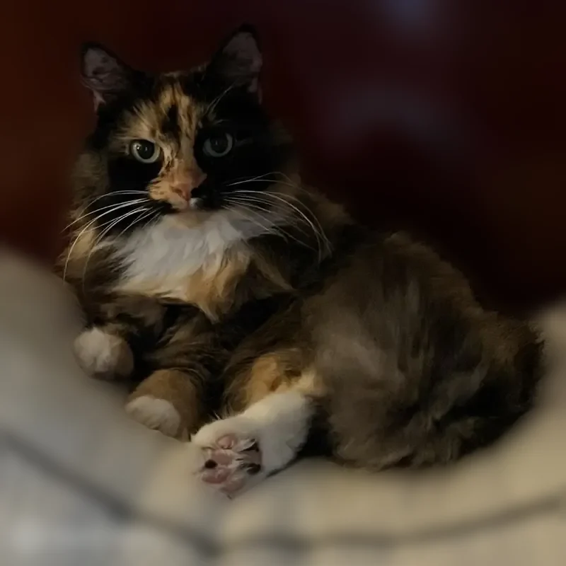 Lost cat, Horseshoe Circle, 9286, Fort Mill, Pineville — female calico, baby blue collar with AirTag - photo
