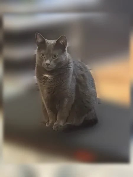 Lost cat, Clinton Court, 266, Village Shires - male, gray with a white spot - photo