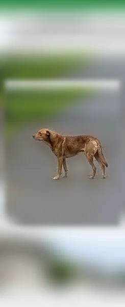 Lost dog, Fargo Street, 1904, Klamath Falls - male - photo