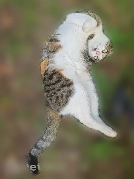 Chat perdu mâle, Gien, Centre-Val de Loire, Le Havre - très docile - photo