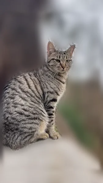 Chat perdu, femelle, Square du Corail, 1, Clermont-Ferrand - petite cicatrice à l’œil droit - photo