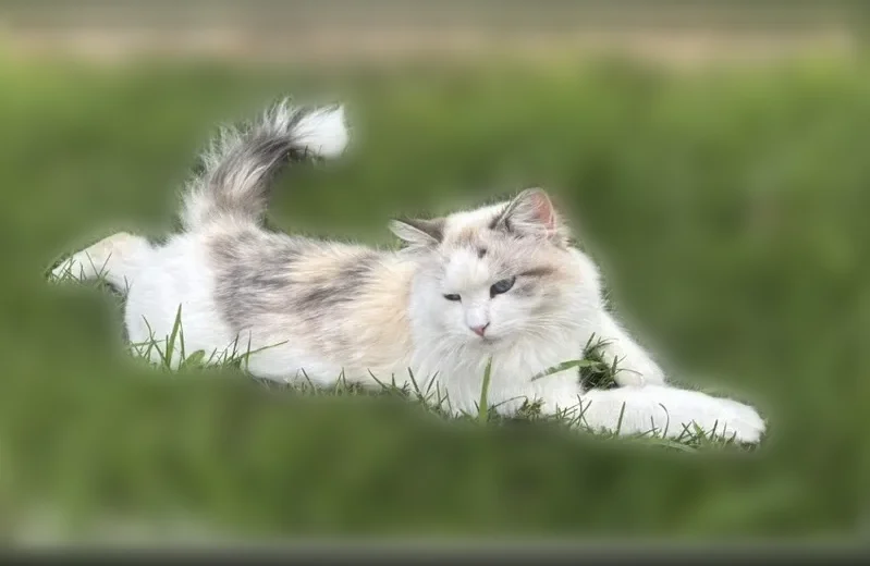 Lost cat, Pitch Fork Drive, 922, Windsor - female, white Siberian cat with big blue eyes - photo