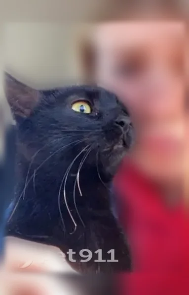 Lost cat, Valley Drive Northwest, Canton, Alliance - female, all black, 3-legged - photo