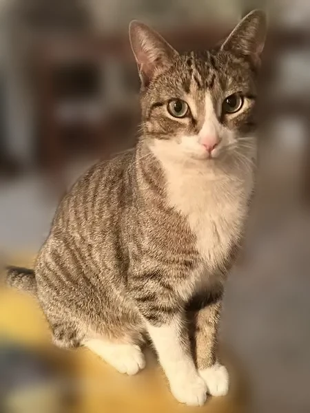 Lost cat, East Chicago Street, 400, Valparaiso, Hammond - male, tiger striped with white chest - photo