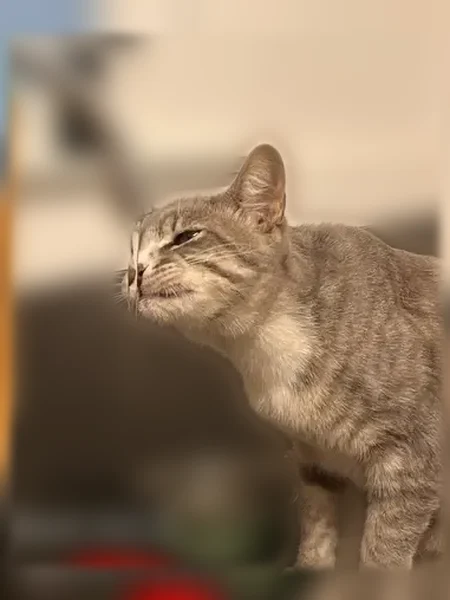 Lost cat, East Jefferson Street, Stockton - male, grey with stripes and a white belly - photo