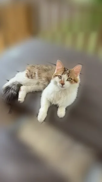 Chat perdu, mâle, Rue de Lanvaux, Saint-Guyomard, Sérent - blessure au cou - photo