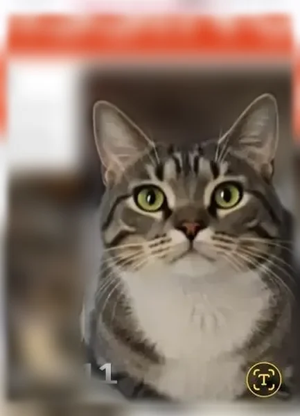 Lost cat, River Vista Lane, 32688, St. Cloud, Minneapolis - photo