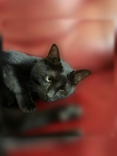 Lost cat, Langmuir Drive, 7209, McKinney - black shorthair, male - photo
