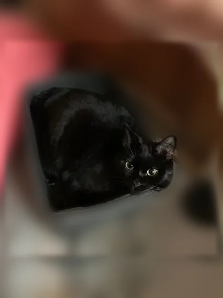 Chat perdu mâle, Rue des Noyers, 4, Ramonville-Saint-Agne - noir, pucé - photo
