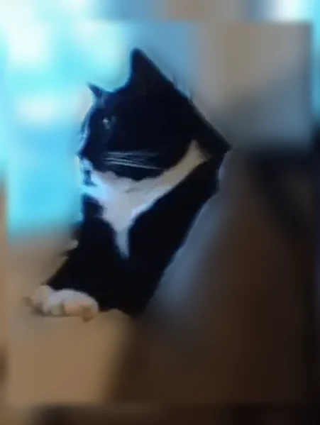 Lost cat, East 13th Street, Muncie, Arlington - male, black and white, green eyes - photo