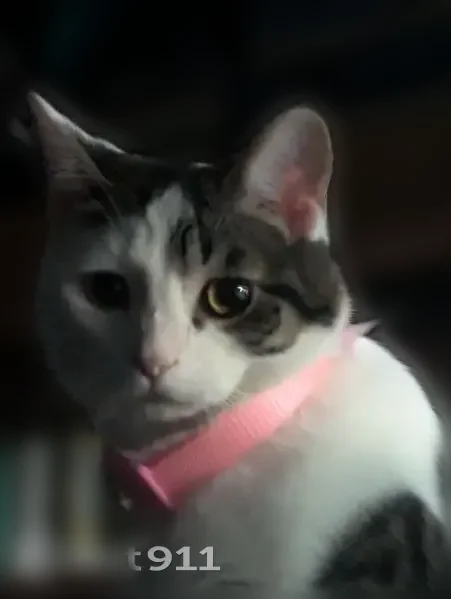 Lost cat, South Meade Avenue, 12500, Palos Heights, Bloomington — female, white with grey - photo