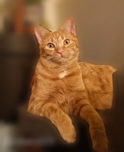 Chat perdu mâle, Le Reste, Plumergat, Paris - roux tigré - photo